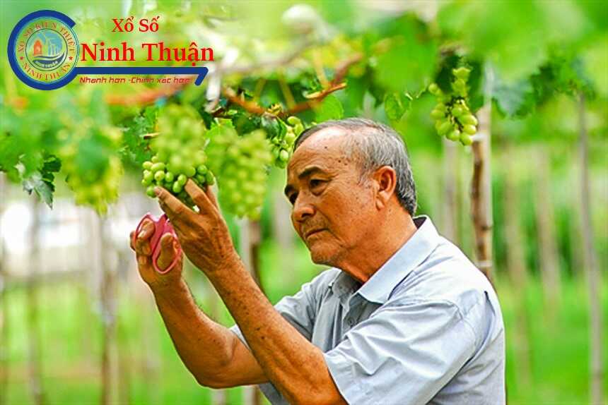 Kết quả xổ số Ninh Thuận ngày 19-5-2023 - xosoninhthuan.vn 19-5-2023 hôm nay